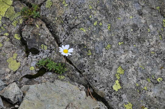 Image of Leucanthemopsis