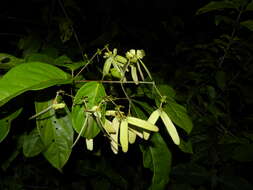 Image de Tetrapterys tinifolia Triana & Planch.