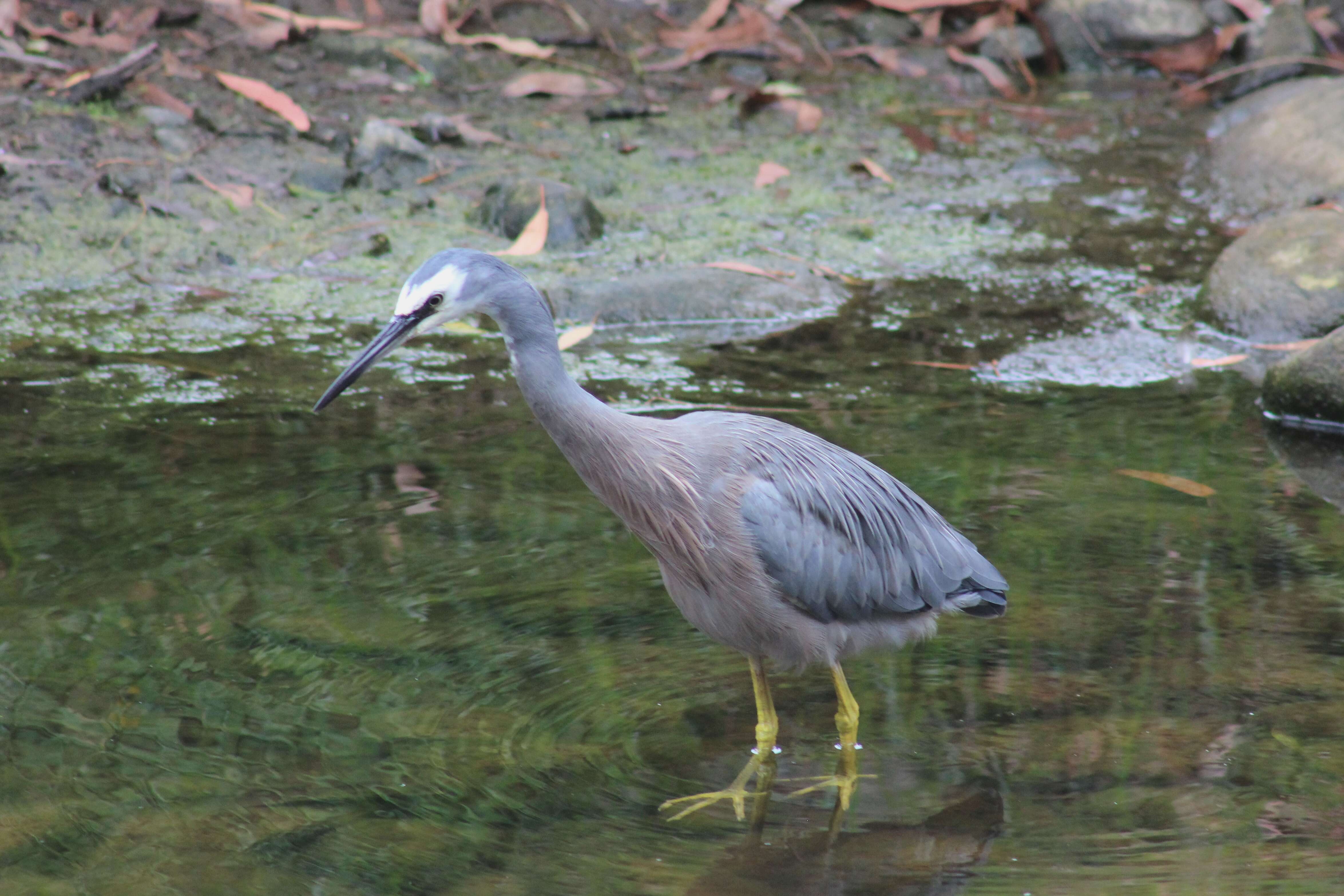 Image of Egretta Forster & T 1817