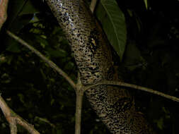 Image of Garden Tree Boa