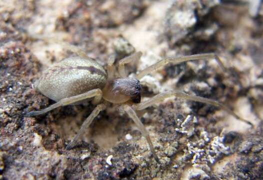 Слика од Cheiracanthium pelasgicum (C. L. Koch 1837)