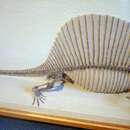 Image of Dimetrodon milleri