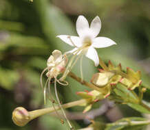 Imagem de Clerodendrum floribundum R. Br.