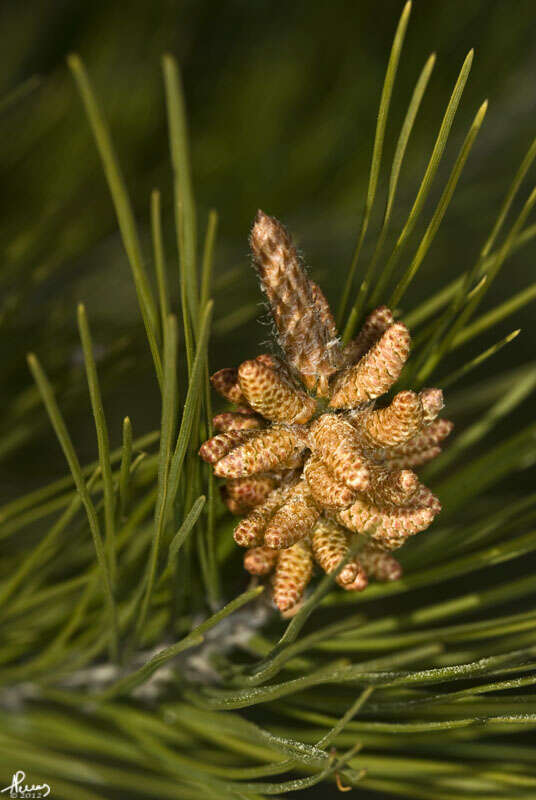 Image of Pine