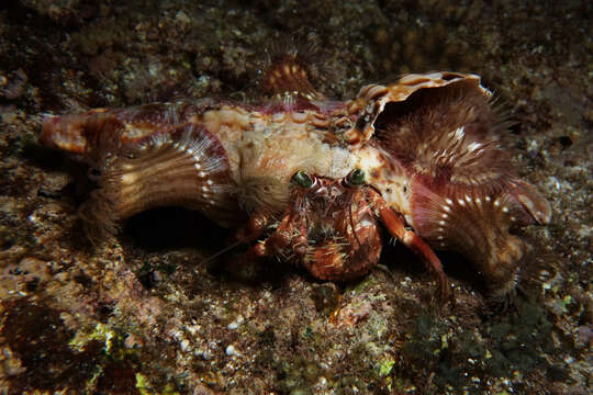 Image of jeweled anemone hermit