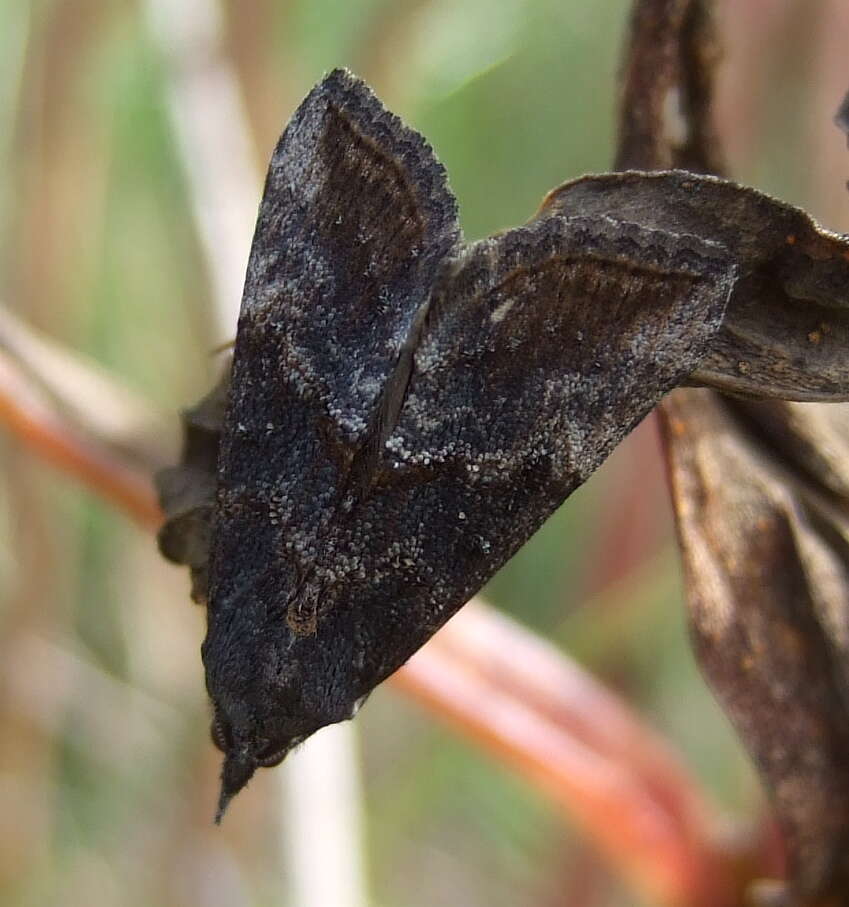 Image of Lepidoptera