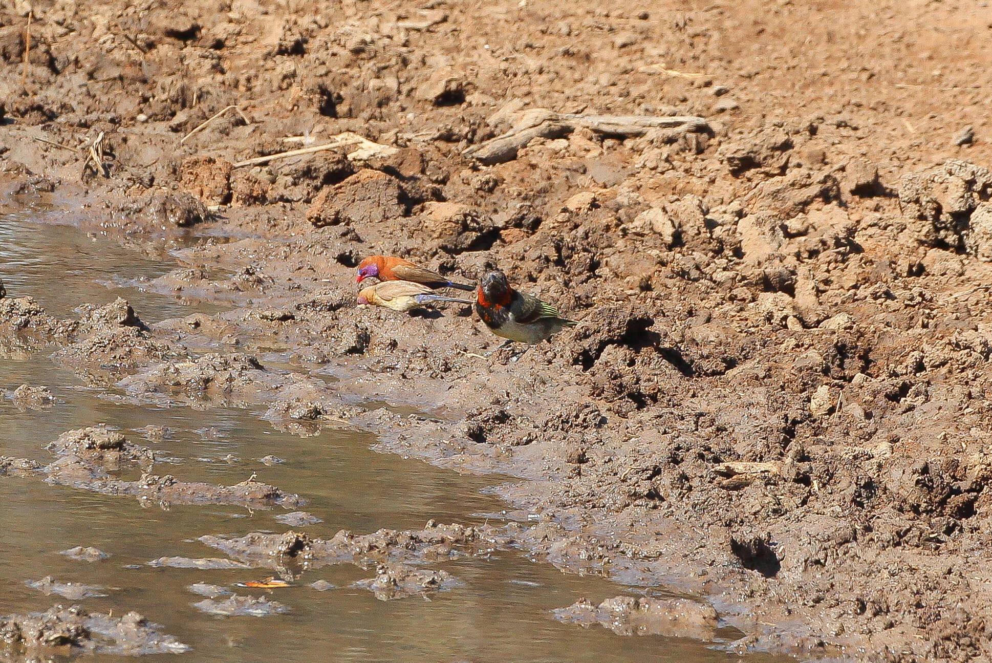 Image of Violet-eared Waxbill