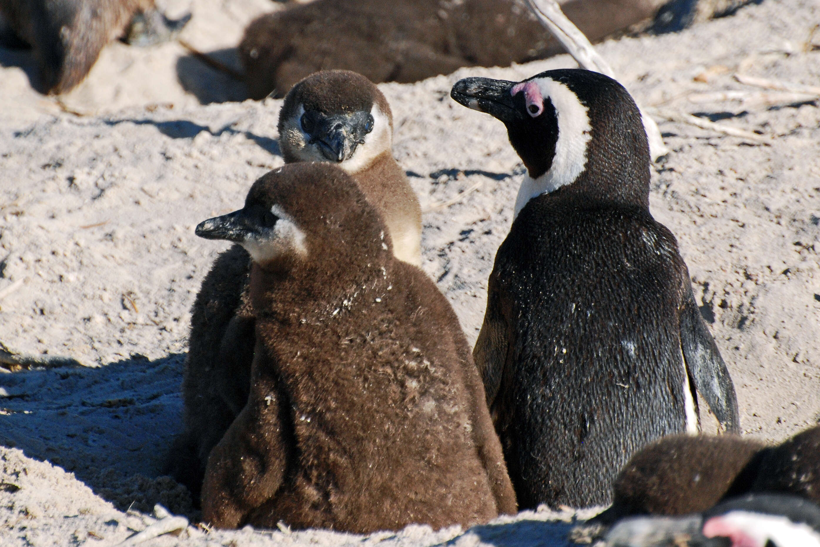 Image of African Penguin