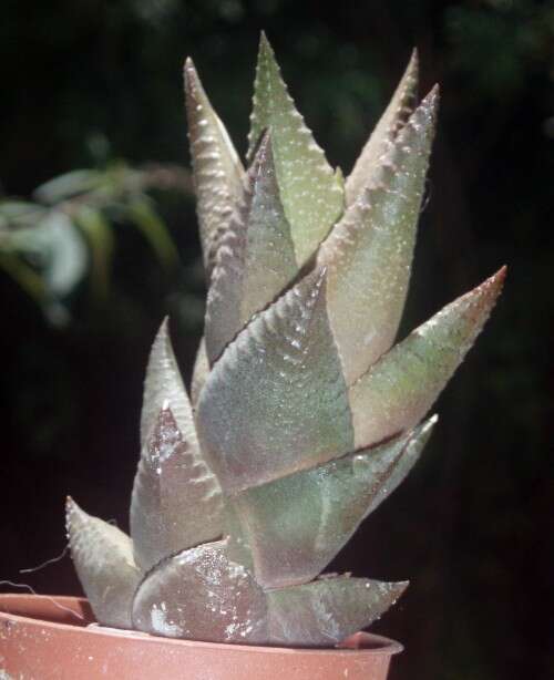 Image of Haworthiopsis rigida (Lam.) Gildenh. & Klopper