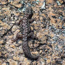 Image of Lesueur's Gecko