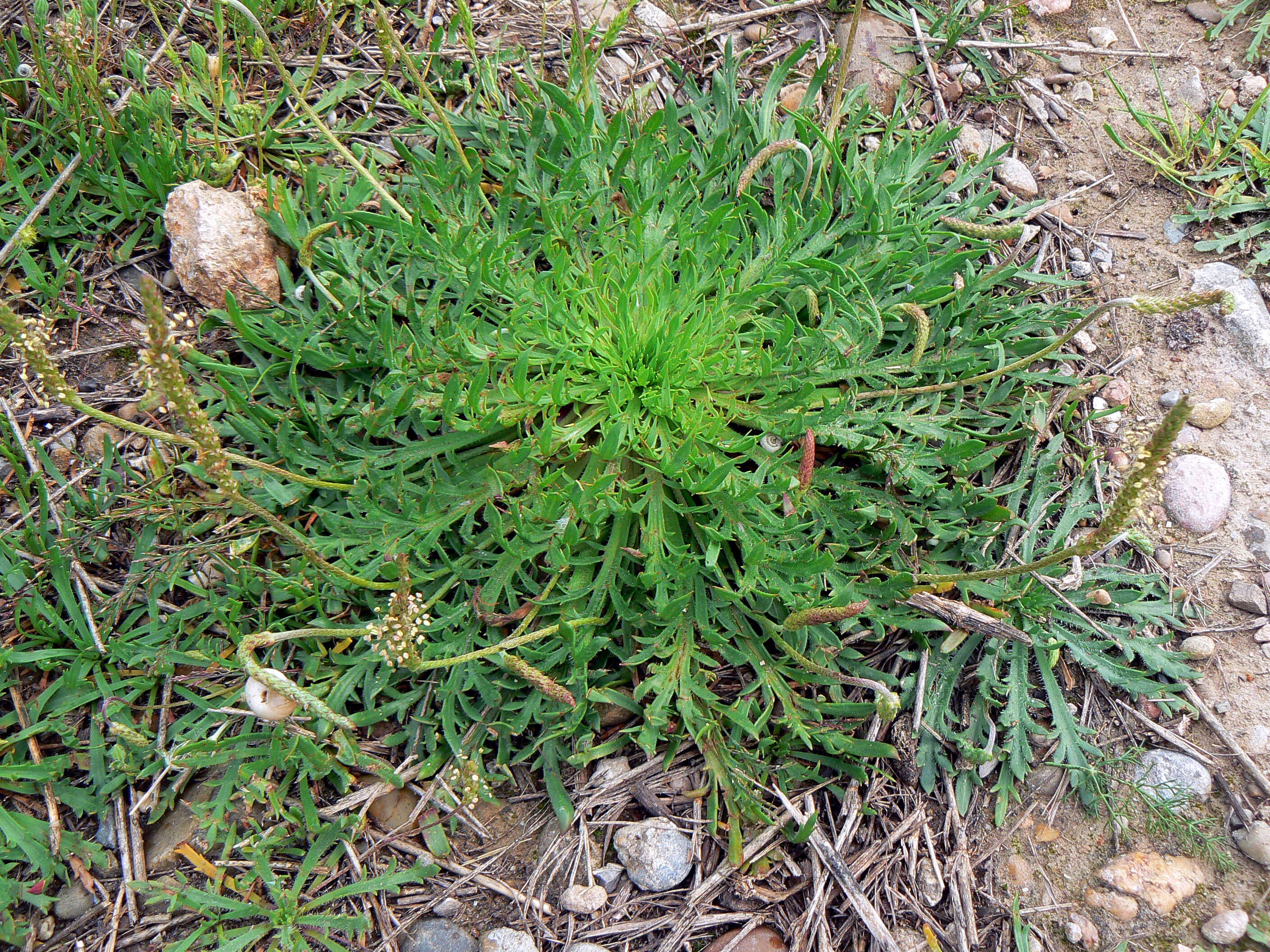 Image of buckhorn plantain