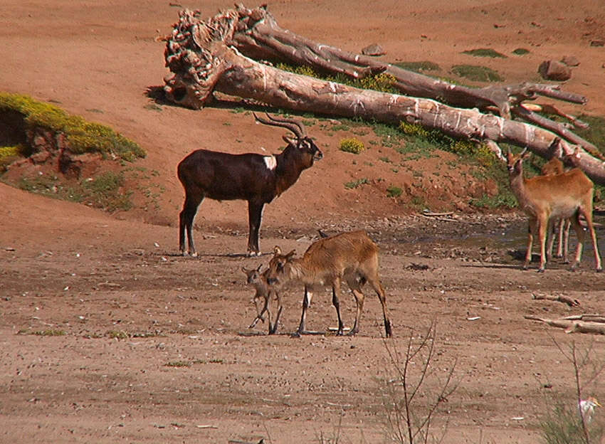 Image of Nile Lechwe