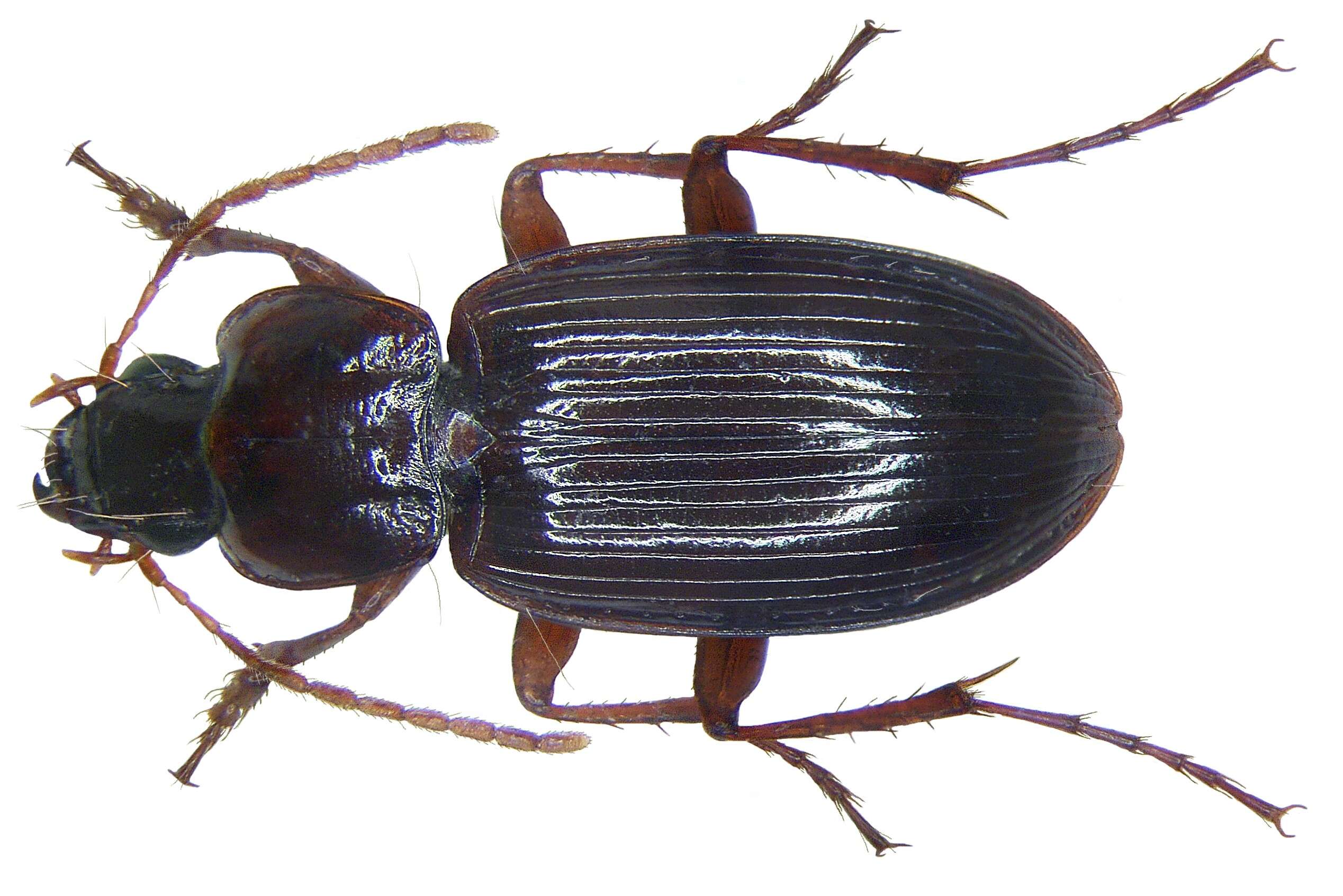 Image of Platyderus