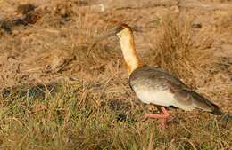 Image of Buff-necked Ibis