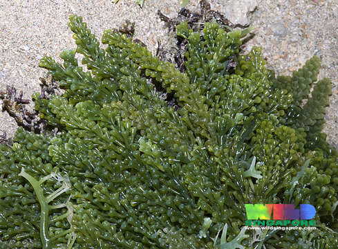 Image of Caulerpa racemosa var. turbinata