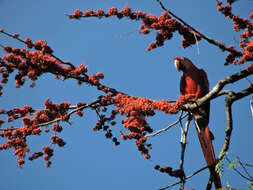 Image of Scarlet Macaw