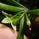 Image of Aureliana fasciculata (Vell.) Sendtn.