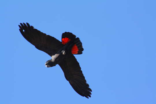 Image of Calyptorhynchus Desmarest 1826