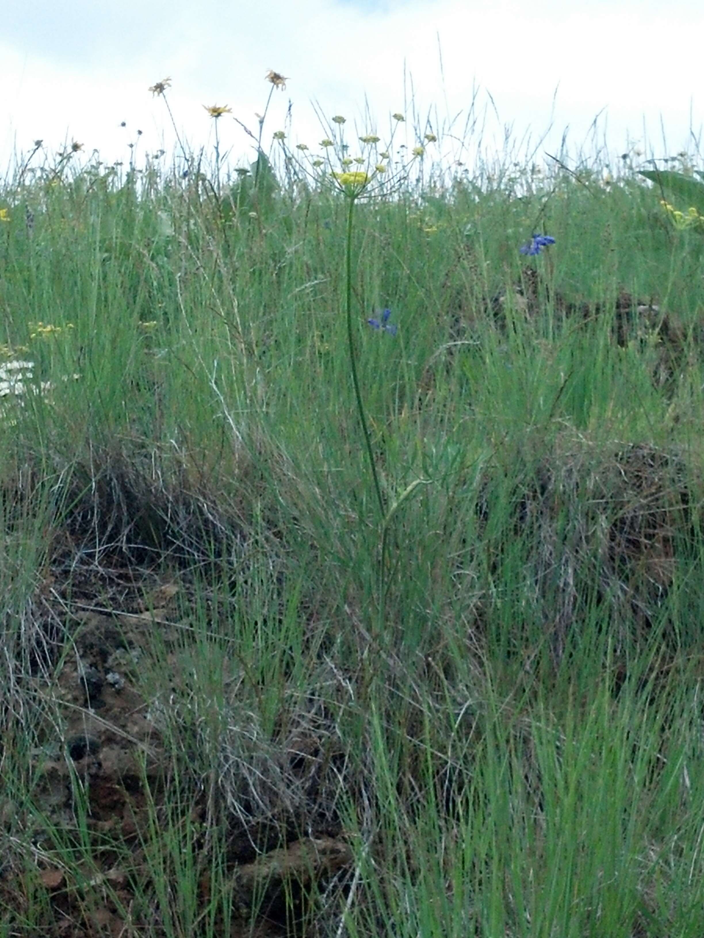 Image of Wyeth biscuitroot