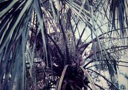 Image of Cabbage-tree palm