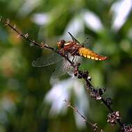 Image of Broad-bodied chaser