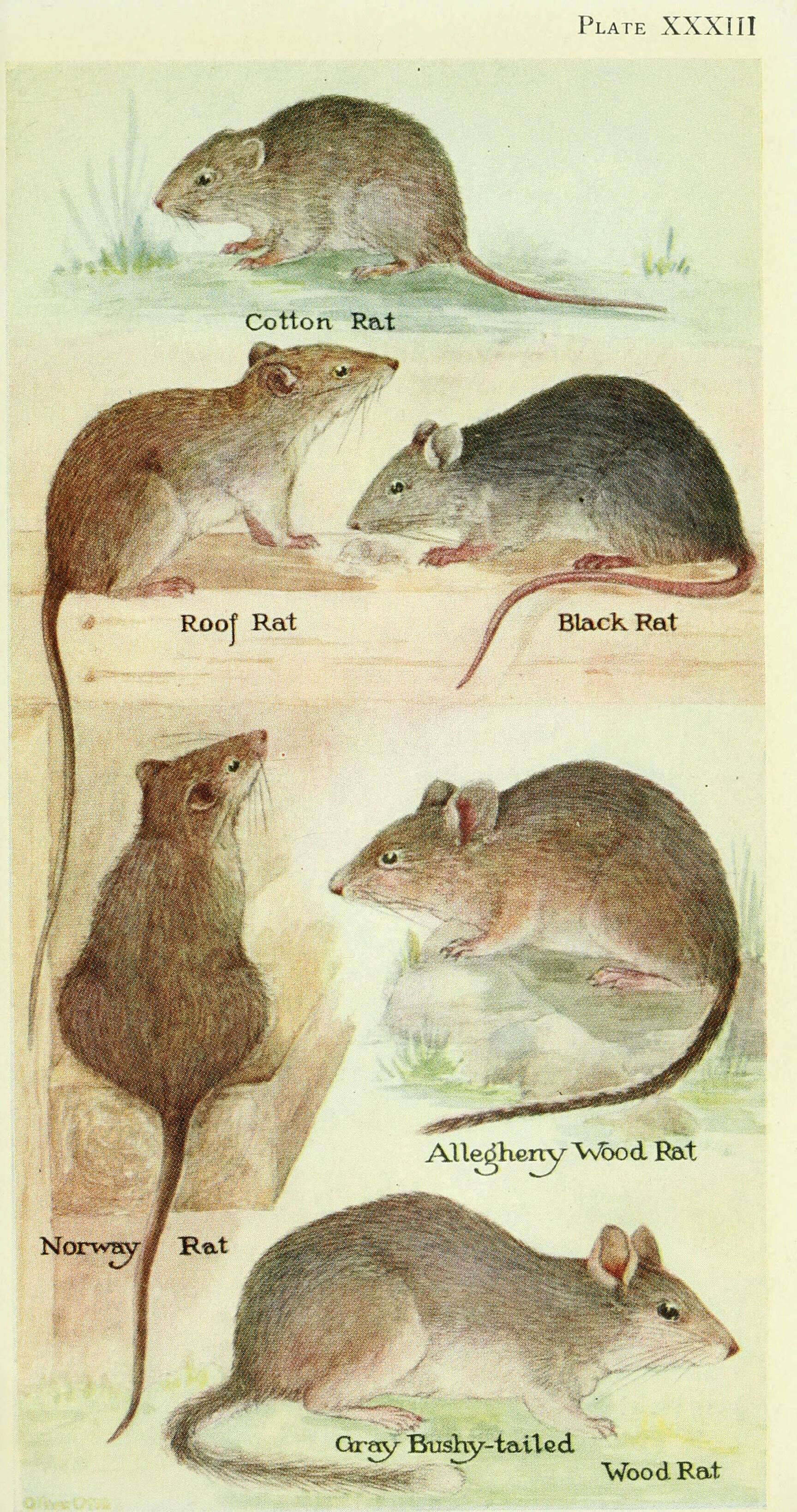 Image de Rat