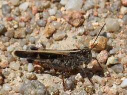 Image of grasshoppers and relatives