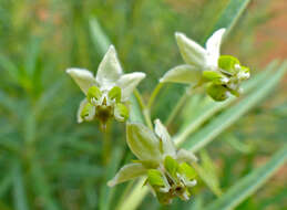 Image of Shrubby milkweed