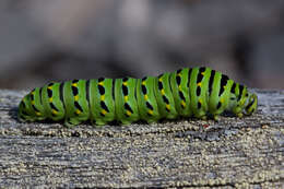 Image of Short-tailed Swallowtail