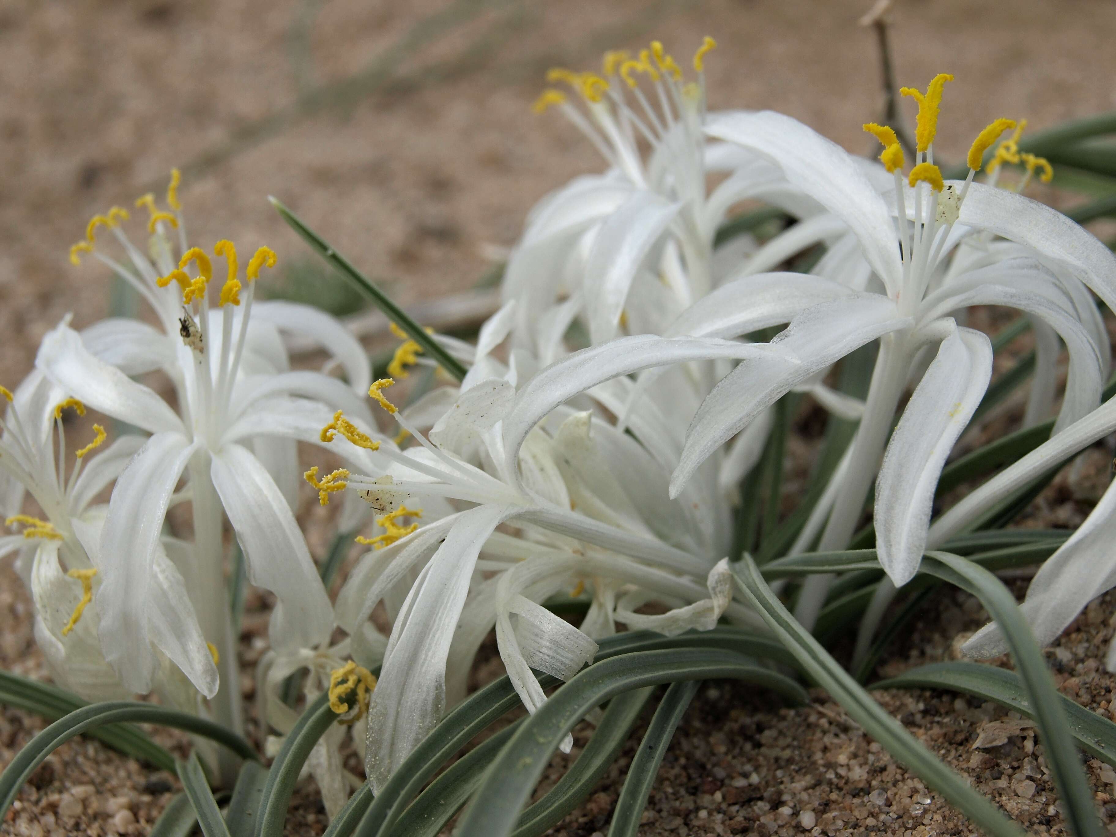 Image of starlily