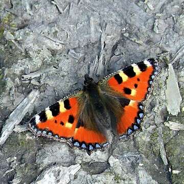 Plancia ëd Aglais urticae Linnaeus 1758