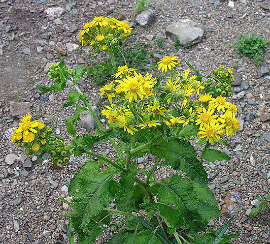 Imagem de Senecio fistulosus Poepp. ex DC.