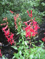 Image of lobelia