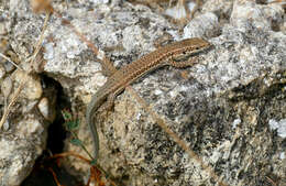 Image of Columbretes Wall Lizard