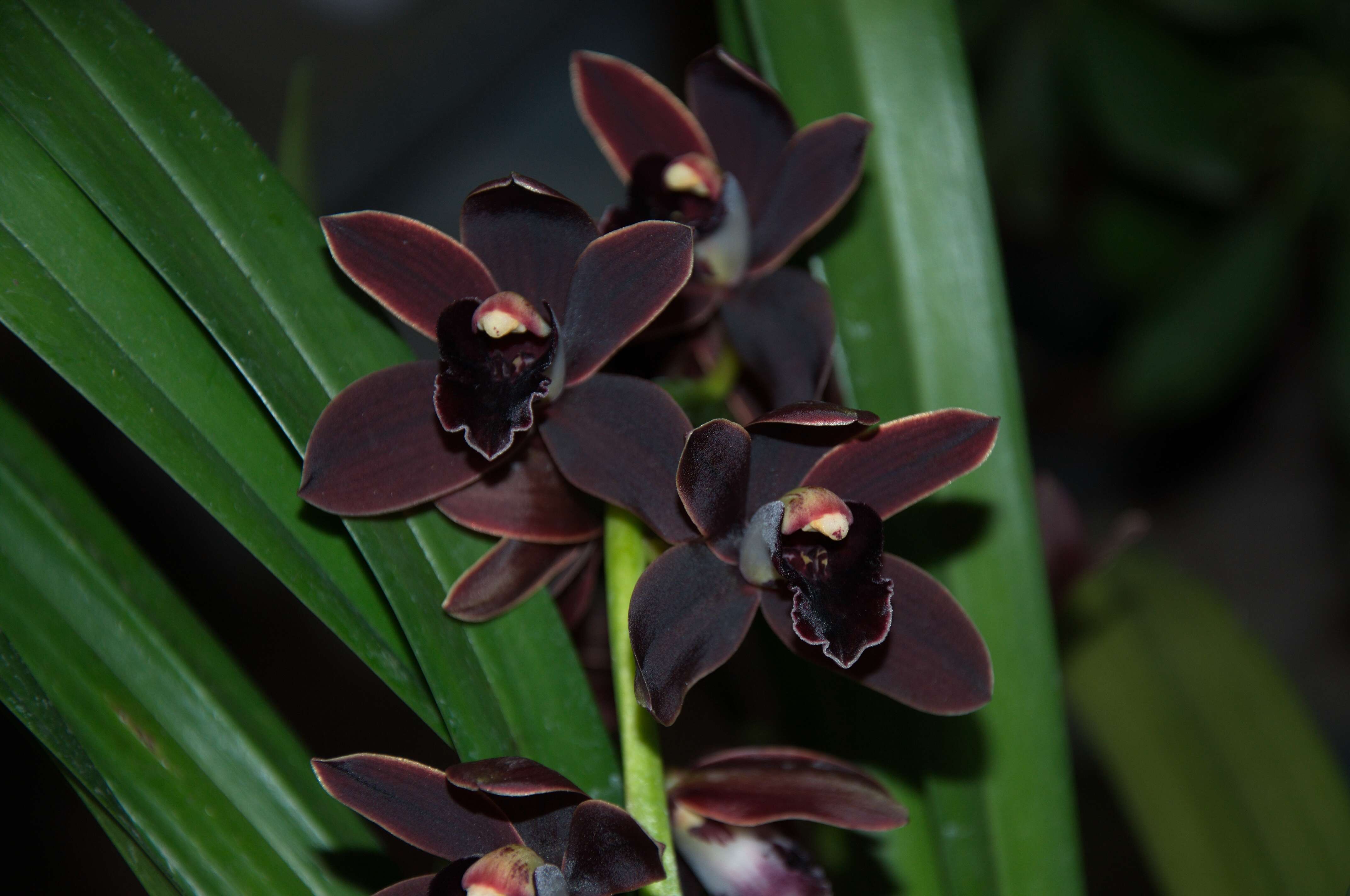 Cymbidium Cali Night的圖片