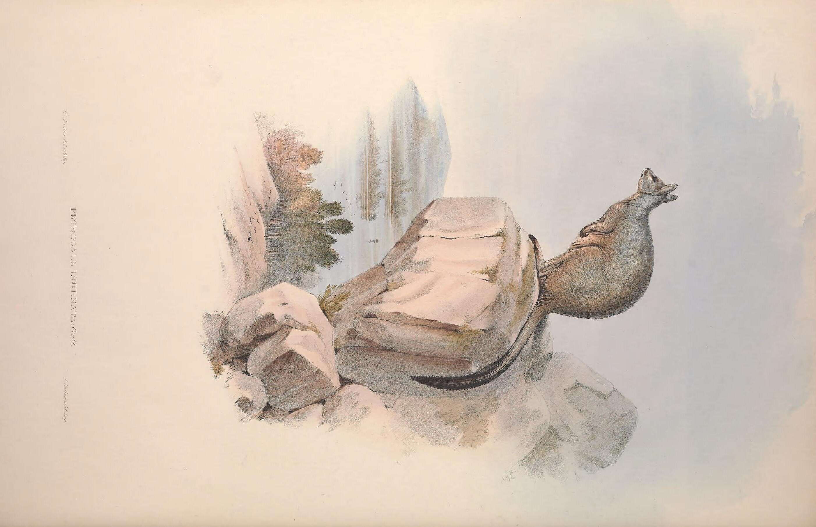 صورة Petrogale Gray 1837