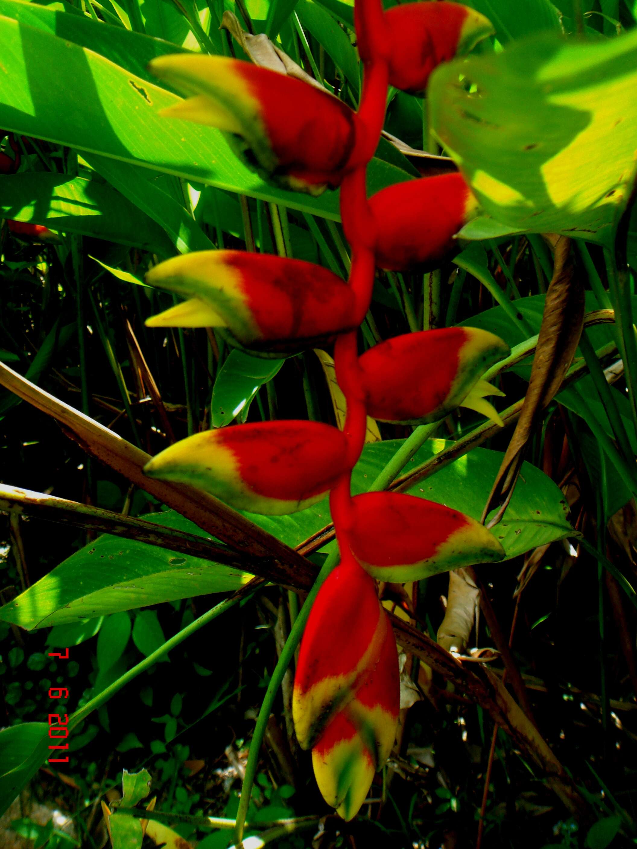 Image of false bird of paradise