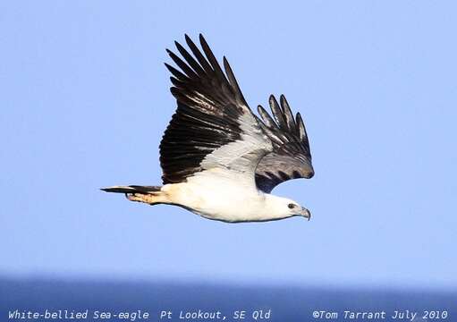 Image of White-bellied Sea Eagle