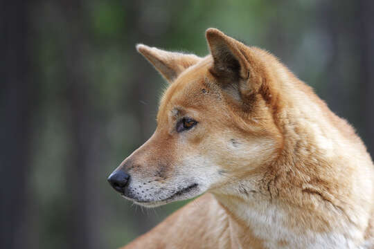 Image of gray wolf