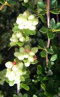 Image of Barberry