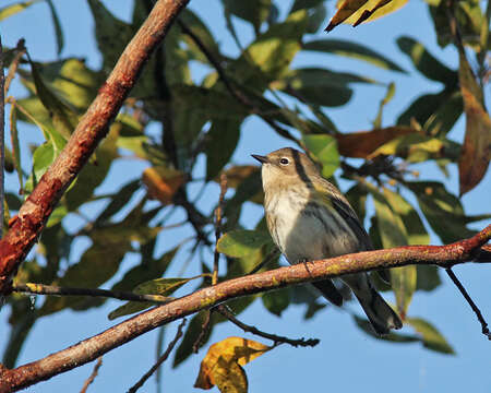 Image de Setophaga Swainson 1827