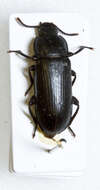 Image of Tenebrio Linnaeus 1758