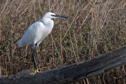 Image of Little Egret