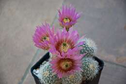 Image of Bailey's Hedgehog Cactus