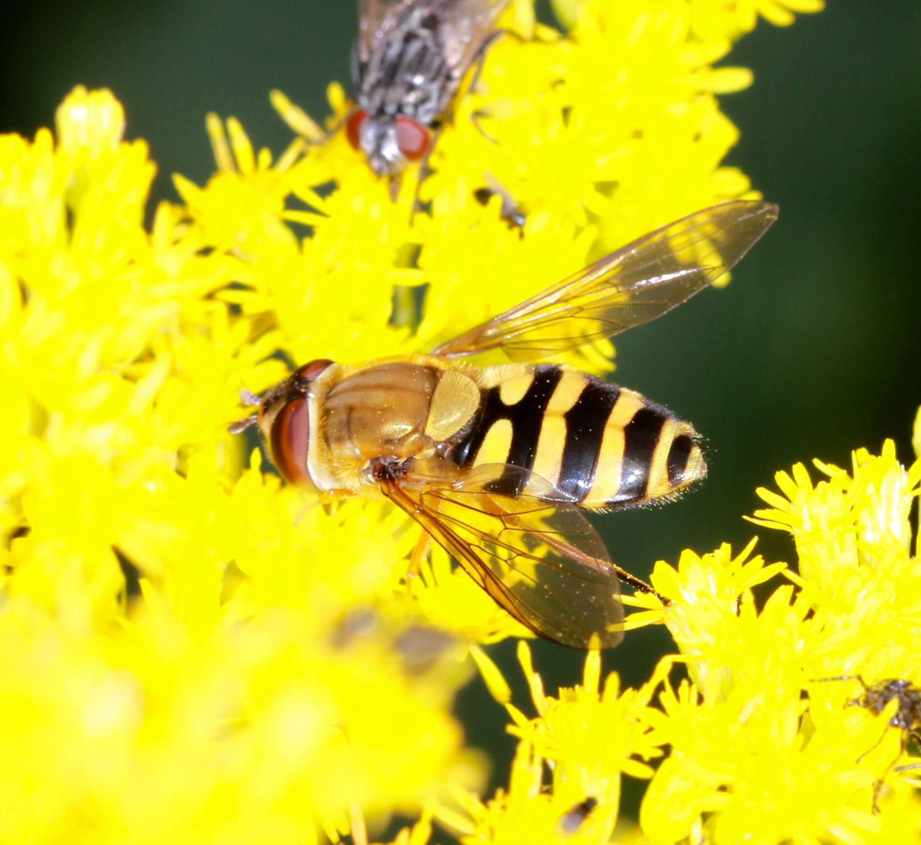 Plancia ëd Syrphus ribesii (Linnaeus 1758)