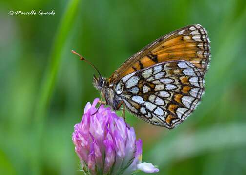 Image de Nymphalidae