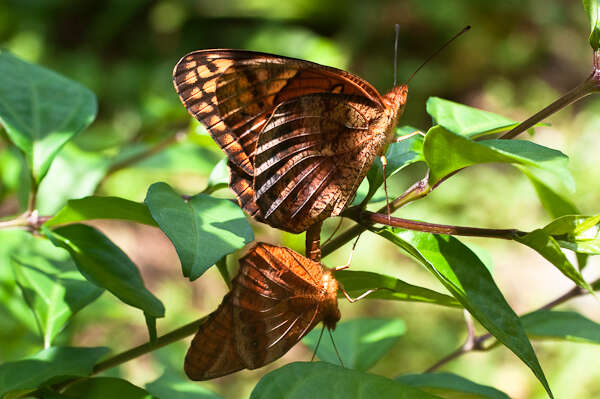 Image of Mexican Fritillary