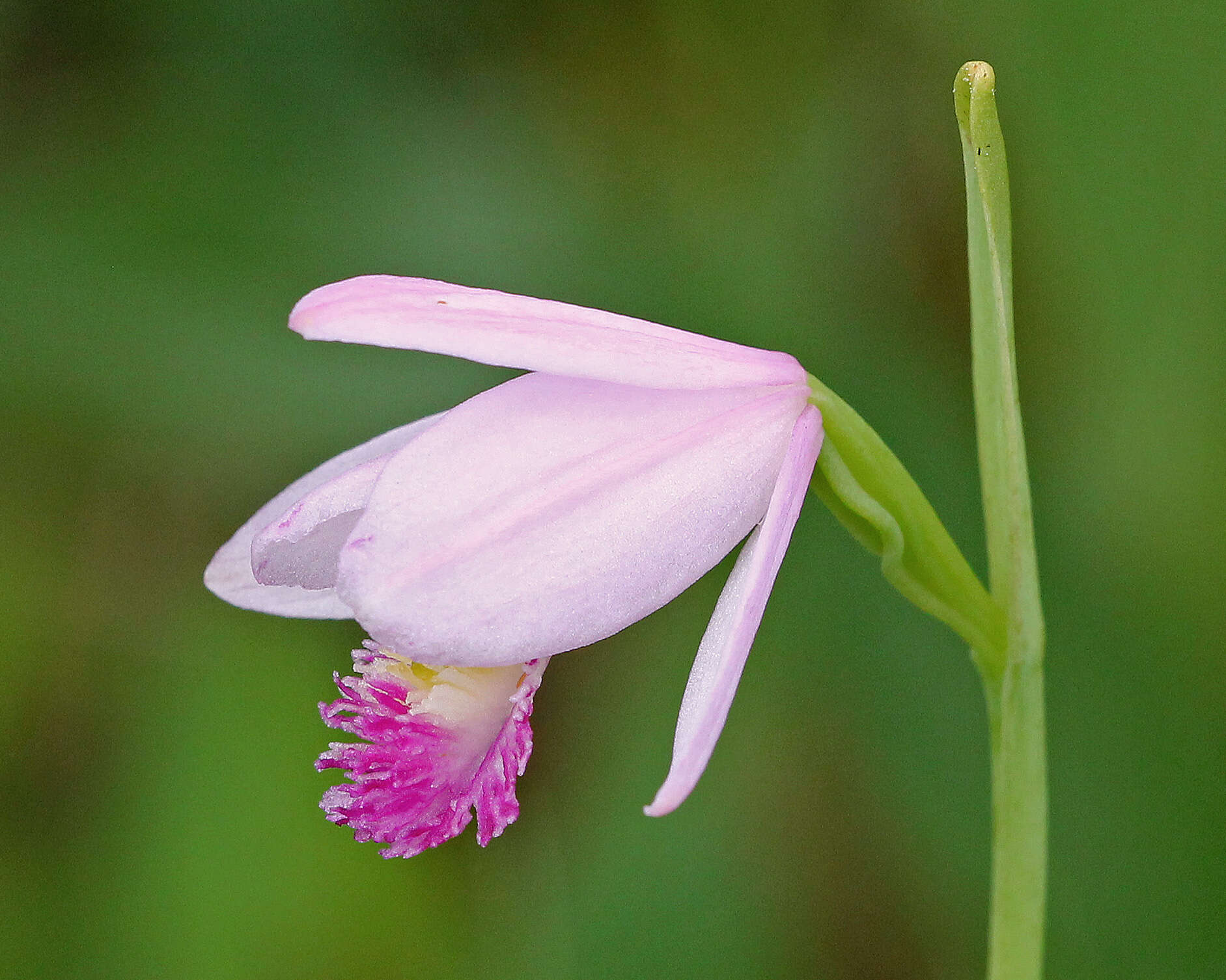 Image of pogonia