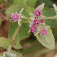 Image of camphorweed