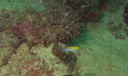 Image of Grammistes Blenny